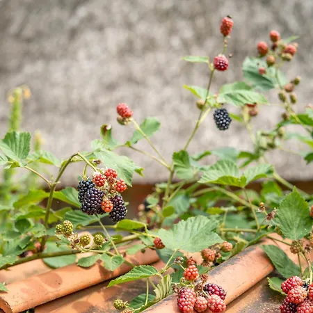 Apartment Heidehof Oberhaverbeck *