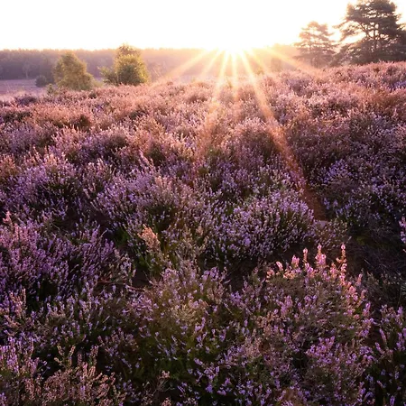 Apartment Heidehof Oberhaverbeck