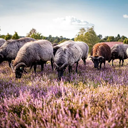 Heidehof Oberhaverbeck